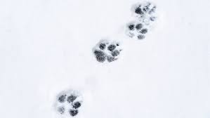 Tierspuren.net ist ein projekt um das bestimmen und spurenlesen von tierspuren zu erleichtern. Tierspuren Quiz Wer Schritt Hier Durch Den Schnee Geo