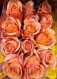 Salmon Roses Can Indicate Enthusiasm Desire And Excitement A Bouquet Of Peach Roses Shows Your Deep Appreciation Peach Roses Flower Beauty Flower Photos