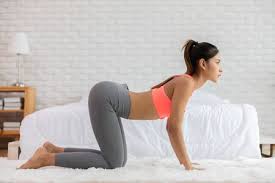 It is the only domesticated species in the family felidae and is often referred to as the domestic cat to distinguish it from the wild members of the family. Cat Cow Pose Stock Photos And Images 123rf