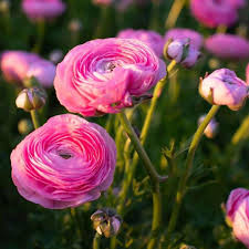 Image result for Ranunculus volkensii