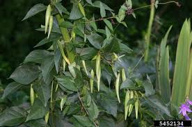 Image result for Stolzia williamsonii