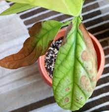What Is The Cause Of Chlorosis And Brown Spots Of Avocado Leaves