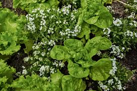 Placing flowers in your vegetable garden will help increase the diversity of plants and wildlife, increase resilience, protect the soil and keep your garden growing strong. Why Diversity Is An Advantage In A Vegetable Plot The New York Times