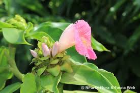 Image result for Costus lucanusianus