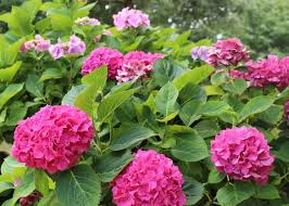 In the south, hydrangeas should be planted in locations with plenty of morning sun and afternoon shade. Hydrangeas How To Plant And Care For Hydrangea Shrubs The Old Farmer S Almanac