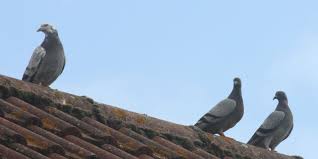 ✅ sensibilità e distanza di getto. I Migliori Dissuasori Ad Ultrasuoni Per Animali Infestanti Edizioni Diversa Sintonia