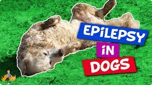11 Vital Facts About Dog Epilepsy Causes Treatment Life Expectancy Our Pets Health