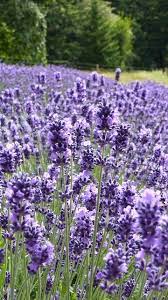 Todays Lavender Pick Is Imperial Gem It S Origin Is England With A Dark Blue Purple Flower And Grey Green Lavender Garden Purple Flowers Provence Lavender