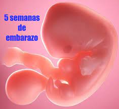 Tu Embarazo 5 Semanas De Gestacion