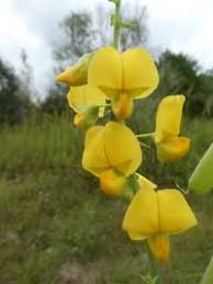 Image result for Crotalaria macrocarpa
