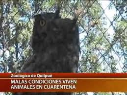 En este sentido, el zoológico de quilpué se ha constituido como un espacio abierto para la enseñanza, en que establecimientos educaciones, familias, scout y muchos otros grupos de personas apreden a convivir, proteger, cuidar y entregar cariño a los animales. Zoologico De Quilpue Una Verguenza En El Maltrato Animal C13 Youtube