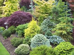 Sprucebud Arnott Uploaded This Image To 39 Bcs Weekend 39 See The Album On Photobucket Conifers Garden Yard Landscaping Simple Evergreen Garden