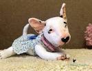 Bull Terrier Dog Breed Profile | Petfinder