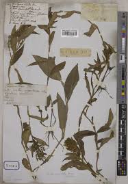 Image result for Floscopa sp.no.1