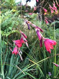 Image result for Dierama formosum