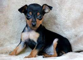 This adorable little guy is only 3 months old. Miniature Pinscher Puppies For Sale Puppy Adoption Keystone Puppies