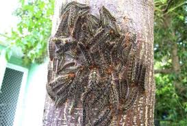 Check spelling or type a new query. Stinging And Poisonous Caterpillars That Can Hurt Your Dog Or Cat Pethelpful