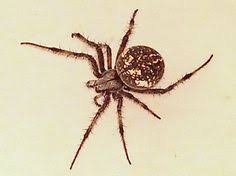 The black widow and brown recluse are two of the most common spiders in the dallas/fort worth metroplex. Responsible Pest Control Responsiblepest Profile Pinterest