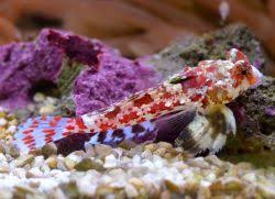 Also what is a better way to grow pods quicker? What Is A Coral Macro Photography And Coral Facts Beautiful Fish Custom Aquarium Saltwater Aquarium