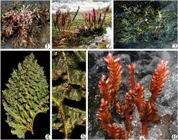 Image result for Podostemaceae