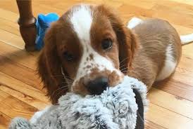 Check spelling or type a new query. Welsh Springer Spaniel Breeders Mn