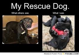 My Rescue Dog Dog Adoption Shelter Dogs Pet Care Dogs