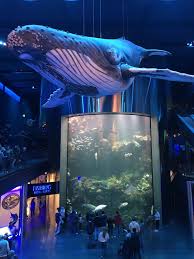Wonders Of Wildlife National Museum And Aquarium National Museum Aquarium Architecture Aquarium