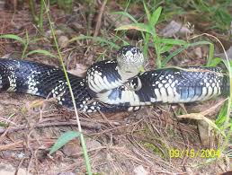 Non Venomous Snakes Of Georgia Pictures And Descriptions