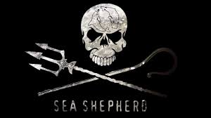 Maybe you would like to learn more about one of these? Sea Shepherd Vegesack De