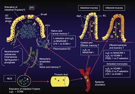 Use the search box at the top of this page to specifically search for companies or people. Gastrointestinal And Liver Microcirculations Roles In Inflammation And Immunity Sciencedirect