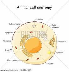 We did not find results for: Animal Cell Anatomy Vector Photo Free Trial Bigstock