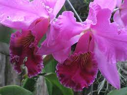 File Cattleya Orchid At Allan Gardens 2009 Jpg Cattleya Orchid Cattleya Orchids