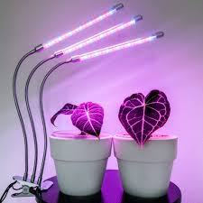 I have not tried to grow. Saber Trio Brite Labs