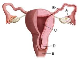 Female parts learn by taking a quiz. Female Reproductive Anatomy