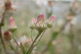 Image result for Pseudoconyza viscosa