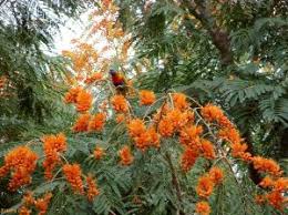 Image result for Clerodendrum pleiosciadium