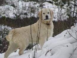 Genetic work up on both parents for hips and elbows and puppies have had 2 shots and dewormed. Mountain Springs Kennel Home
