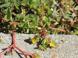 Image result for Portulaca kermesina