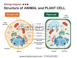 Ribosome, chloroplast, membrane, endoplasmic reticulum. Plant Cell Drawing With Labels At Getdrawings Free Download