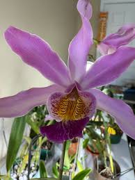 Image result for Stellaria mannii