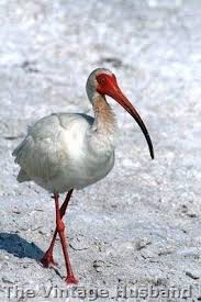 Ibis Sanibel Island Fl Sanibel Island Florida Birding Captiva Beach