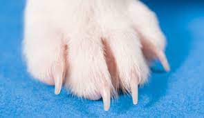 As we all know the end of the stick you're getting whingeing particular combing and brushing of the coat in its natural state. 48 Common Health Problems Found In Jack Russell Terriers Pethelpful