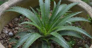 Saja buat kajian untuk merasa buah nenas batu @ nenas kecil sebb ramai yg cakap orang xmakan nenas ni sekadar untuk hiasan shja. Khasiat Buah Nanas Batu Jejak