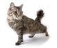 American Bobtail Kittens - Home - Oztoca