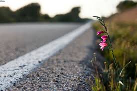 Season 1 of bunga di tepi jalan premiered on february 21, 2005. 220 Beautiful Flower Ideas Beautiful Flowers Flowers Beautiful