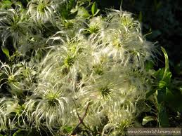 Image result for Clematis brachiata