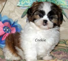 Shihtzu Puppy A Must Have Puppies Shih Tzu Puppy Shih Tzu