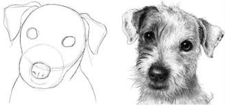 Drawspace Com Lessons Lesson B08 Animal Drawings Drawings Dog Drawing