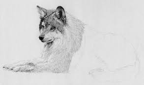 Remember that animals we see on land and in the sky are only half of our animal world. How To Draw Fur With Graphite Pencil From A Reference Photo By Sidney Eileen