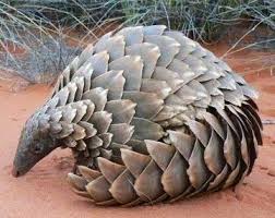 Endangered Pangolin The Only Mammal With Scales Animals Creatures And Beasts Wild Kingdom Weird Animals Animals Rare Animals
